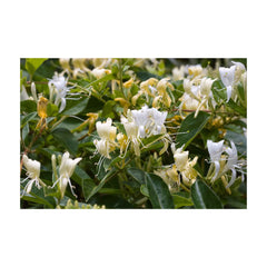 Orku 10x 100g Plant Oil Soap Honeysuckle Vegetable Bar Australian-1