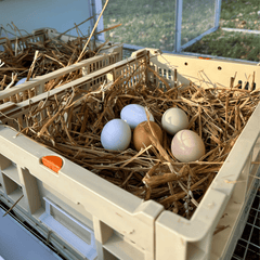 Rooster Farms Collapsible Chicken Nesting Box - 24 x 30 x 14.3cm Poultry Nest-2