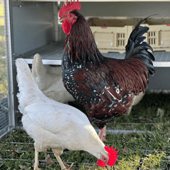 Rooster Farms Collapsible Chicken Nesting Box - 24 x 30 x 14.3cm Poultry Nest-3