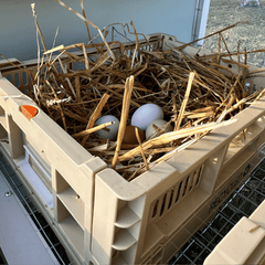 Rooster Farms Collapsible Chicken Nesting Box - 24 x 30 x 14.3cm Poultry Nest-4